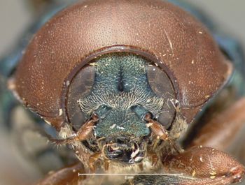 Media type: image; Entomology 9301   Aspect: head frontal view
